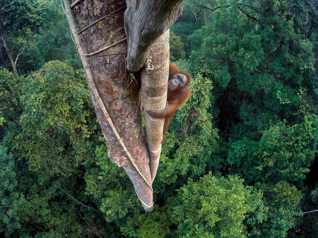 Entwined Lives by Tim Laman