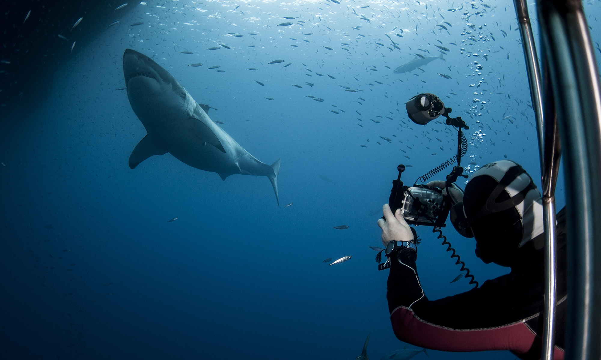Tourist Taking a Picture of a Great White Shark